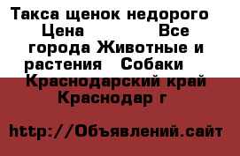 Такса щенок недорого › Цена ­ 15 000 - Все города Животные и растения » Собаки   . Краснодарский край,Краснодар г.